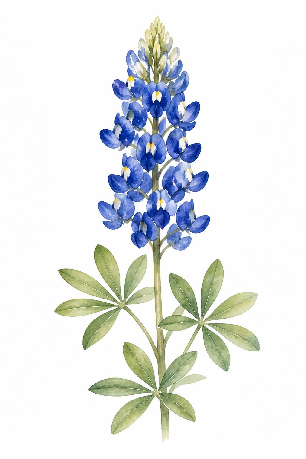 Watercolor illustration of Texas bluebonnet wildflowers